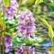 Pontec PondoHyacinth Blooming