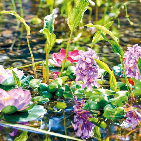 Pontec PondoHyacinth Blooming Pontec PondoHyacinth Blooming
