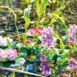 Pontec PondoHyacinth Blooming