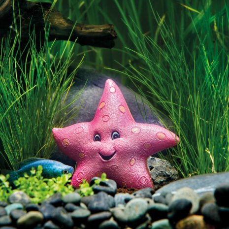 EDEN Starfish EDEN Starfish