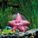 EDEN Starfish