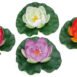 Pontec PondoLily display colour assorted