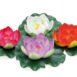 Pontec PondoLily display colour assorted