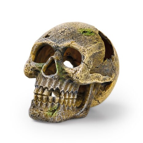EDEN Skull